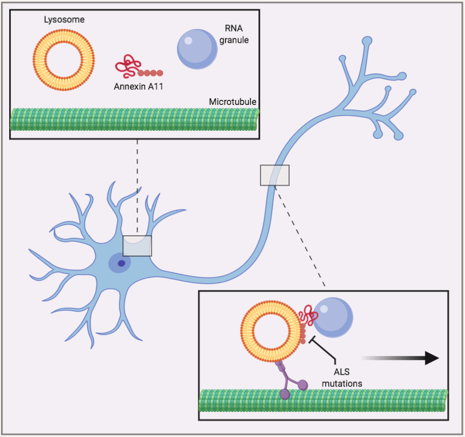 Annexin 11 or ANXA11