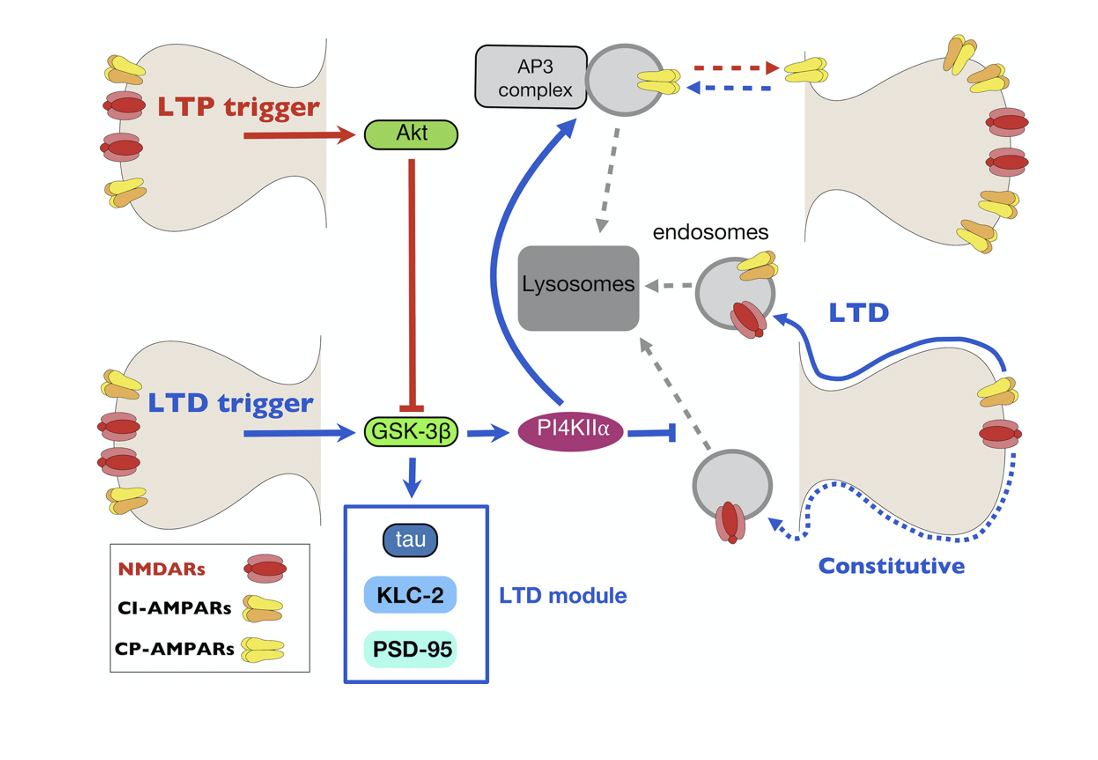 GSK‐3β regulates the synaptic expression of NMDA receptors via phosphorylation of phosphatidylinositol 4 kinase type IIα