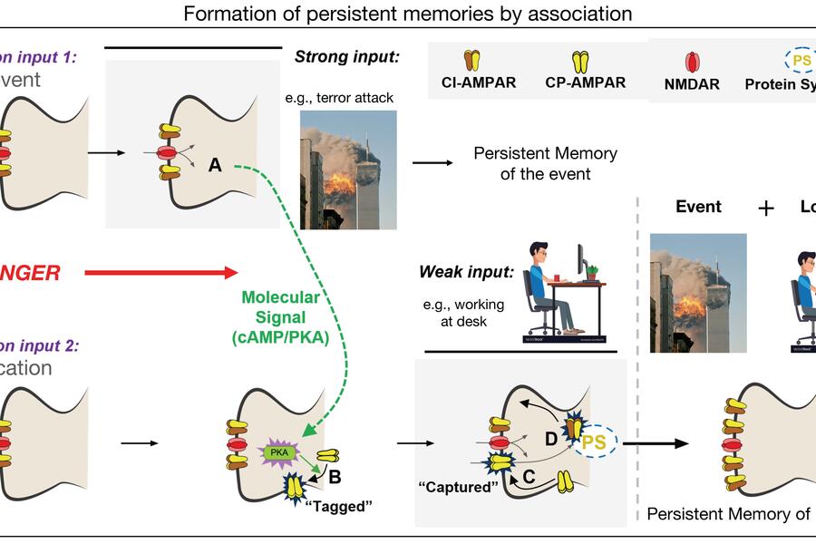 Diagram: formation of persistent memories by association