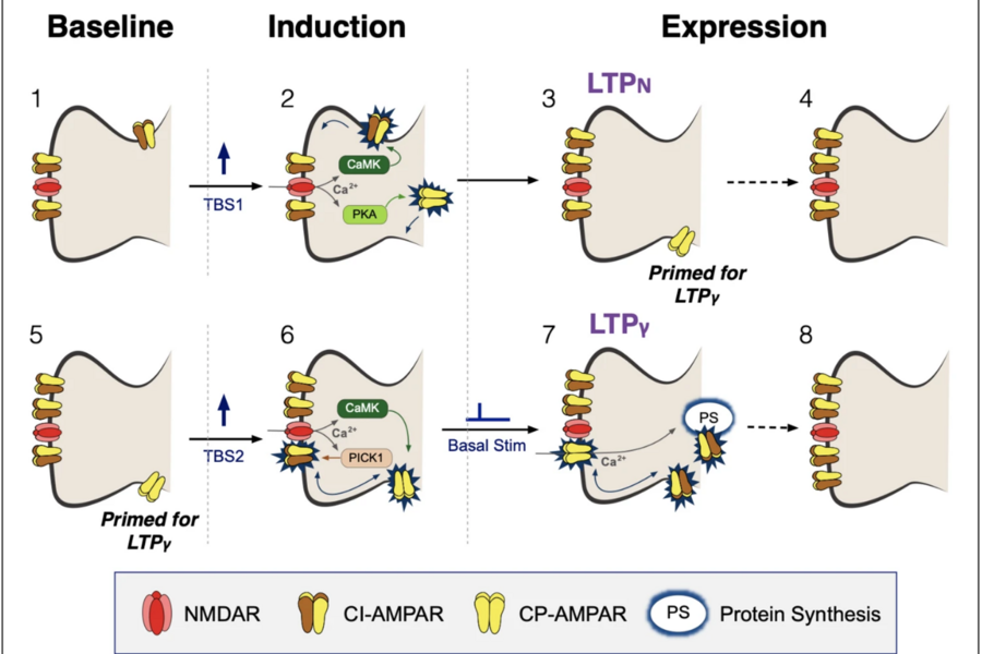 A schematic diagram showing how CP-AMPARs (yellow symbols) can be transiently inserted into the synapse.