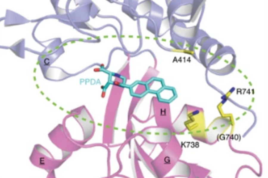 Site-directed mutagenesis of GluN2A binding pocket and its effect on L-glutamate and UBP791 sensitivity.