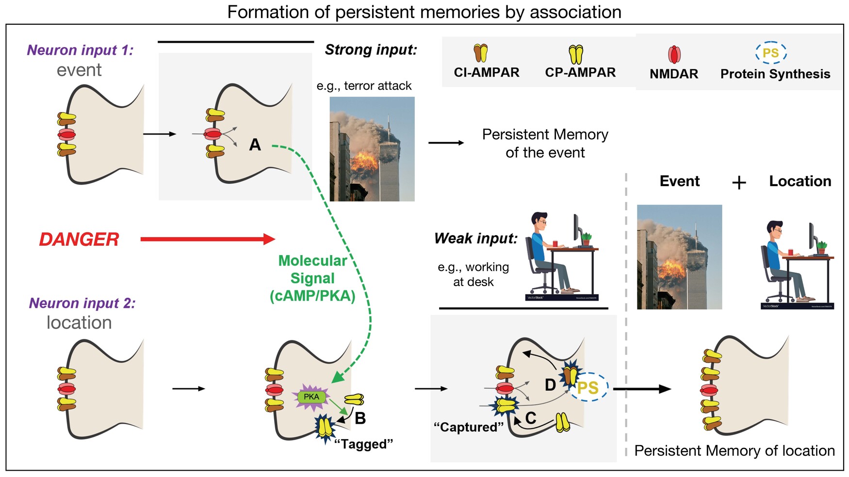 Diagram: formation of persistent memories by association