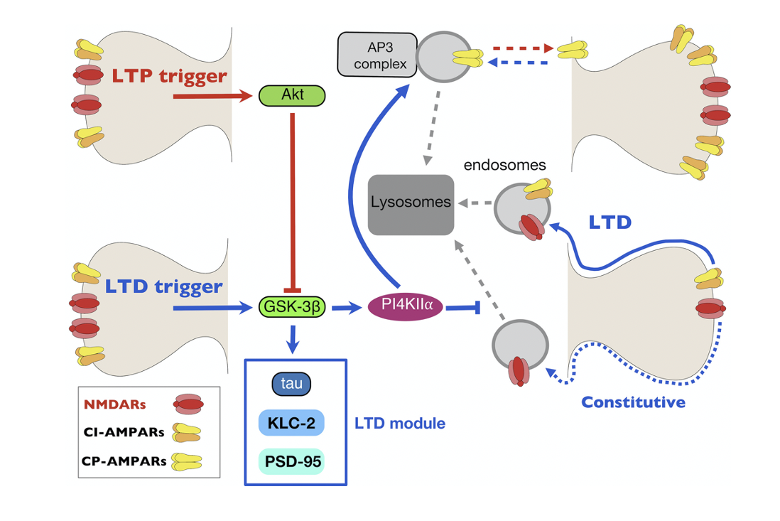 GSK‐3β regulates the synaptic expression of NMDA receptors via phosphorylation of phosphatidylinositol 4 kinase type IIα