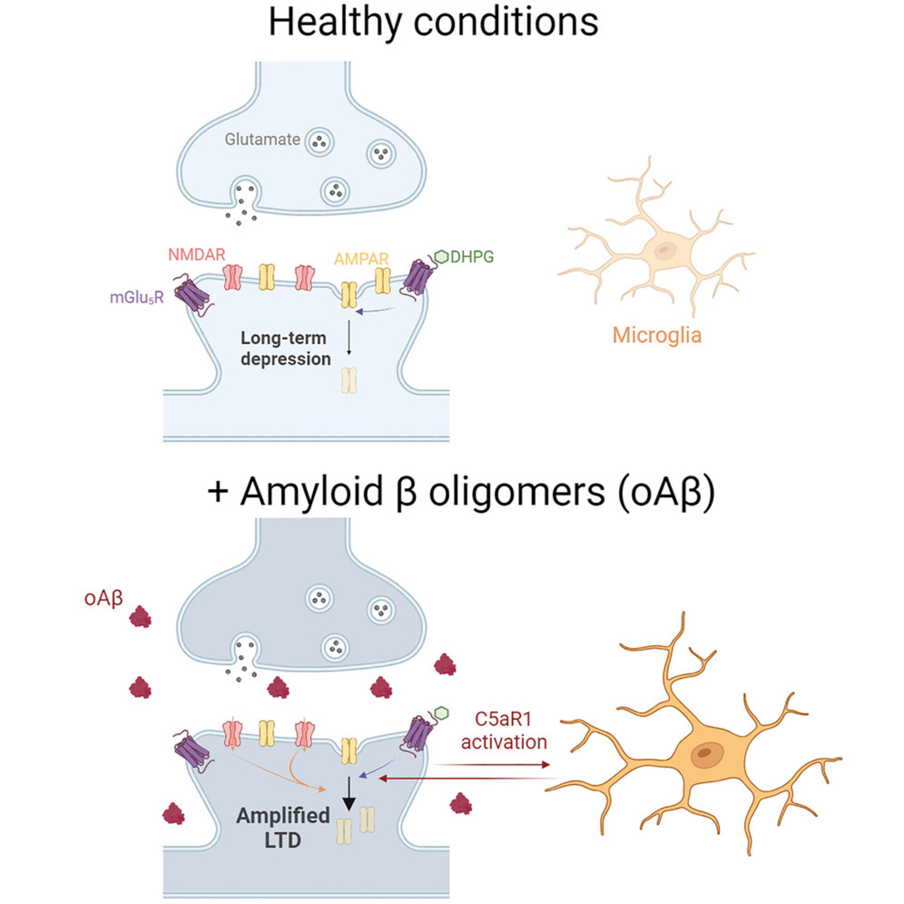 Graphical abstract of healthy conditions vs. amyloid